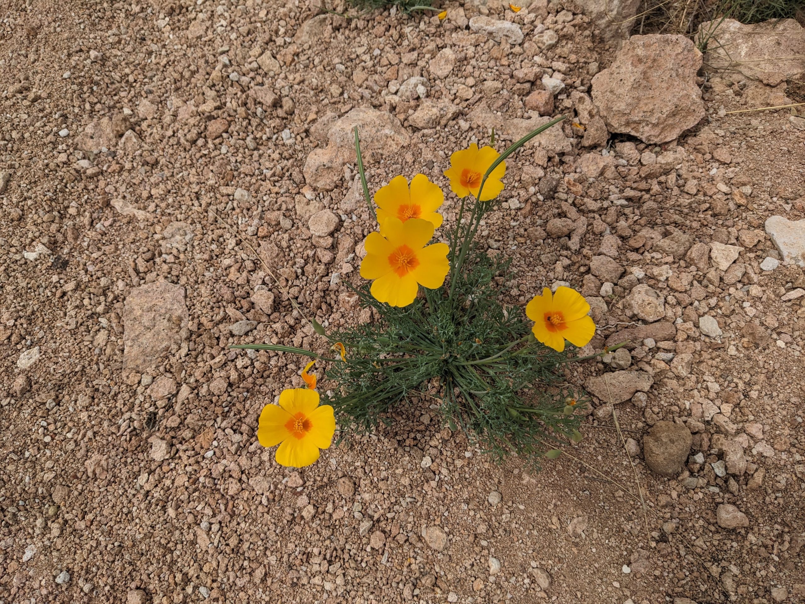 Onward to Lordsburg again Two People Walking